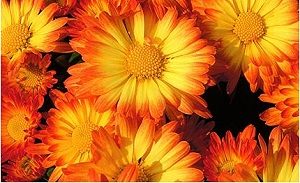 Orange and Yellow Daisy Mums