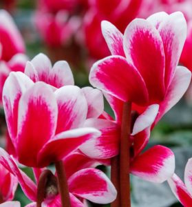 Cyclamen with Pink Flowers