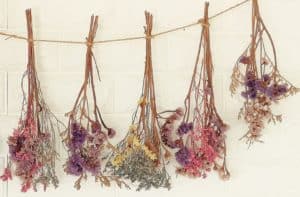 Hanging Dried Flowers
