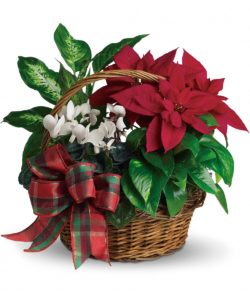 Basket of living plants including poinsettias