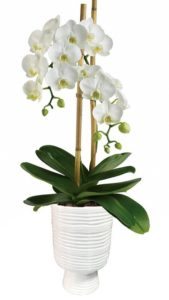 Pure elegance. That's what these divine white phalaenopsis orchids deliver. They're beautiful upon arrival, and what's even more beautiful is that these amazing plants are easy to take care of, and can blossom for months.