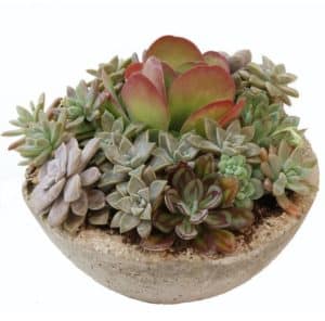 A variety of more than five succulents arranged in a premium ceramic container on bed of river rocks, requiring minimal care each day.
