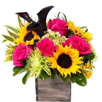 Vibrant favorites in this arrangement featuring hydrangea, hot pink roses, sunflowers, green spider mums, designed in a wooden keepsake cube. For an extra pop of contrast, upgrade your bouquet to add some burgundy black mini calla lilies to your arrangement, or go premium to add dracaena and lily grass hoops.