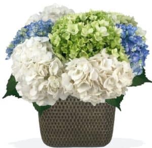 fresh mix of hydrangea! This design features a mix of blue, white, and green hydrangea in a keepsake handmade glass vase.