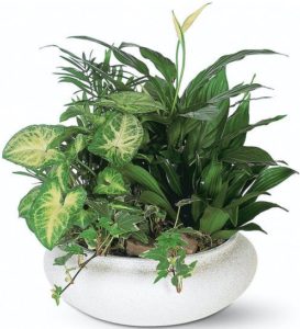 low bowl filled with living plants